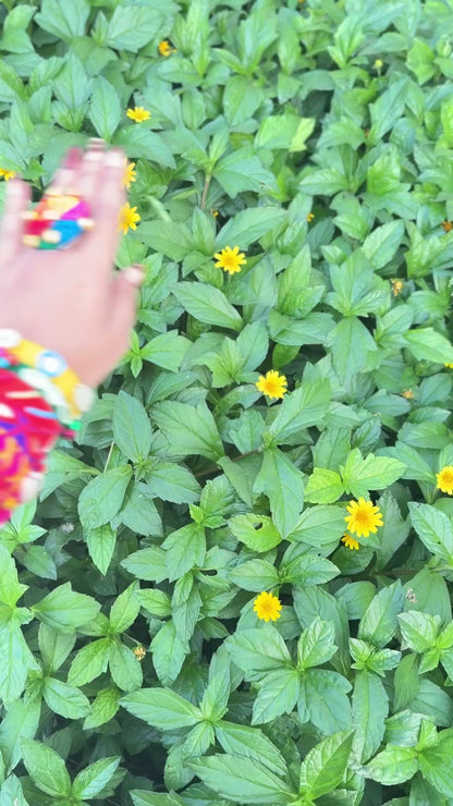 RAGINI BANGLES SET - set of 6 adjustable bangles 🦩✨